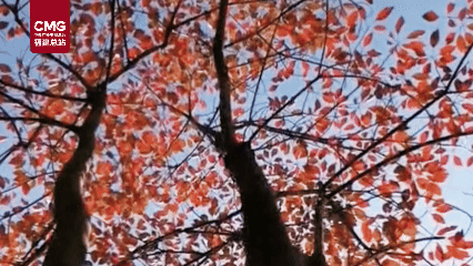 闽中初冬第一抹红 大田乌桕漫山绚烂
